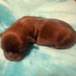 Dark Choco AKA Rooster - Liver male Shih Tzu puppy in Ocean Springs, Mississippi from Wood Foo Breeders