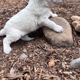 Cosmo - White and black male Bordoodle puppy in Indianapolis, Indiana from Indiana Bordoodles