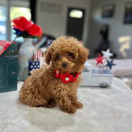 Tinkerbell - Red  female Poodle puppy in Weston, Florida from Miami Toy Poodles