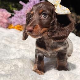 Emma - Piebald female Dachshund puppy in Lakeland, Florida from Elite Doxies Florida