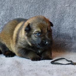 Black - Sable male German Shepherd puppy in Cherryville, North Carolina from Masky Kennel