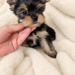 Girl 3 - Black and tan female Yorkshire Terrier puppy in Phoenix, Arizona from Madame Yorkie