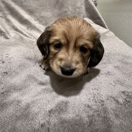 Ailana - Cream Dachshund puppy in Fullerton, California from Lake Forest Cream Dachshunds