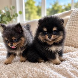 Black Tan Tri - Tri-colored male Pomeranian puppy in Harrah, Oklahoma from Sunshines Pomeranians & Cavapoos