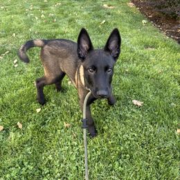 Belgian Malinois Puppies from Stellar Malinois