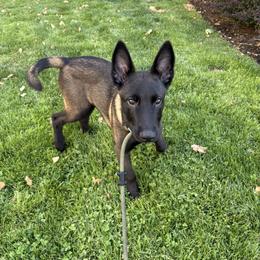 Belgian Malinois Puppies from Stellar Malinois