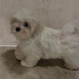 Finn - White and lemon male Maltese puppy in Hixson, Tennessee from UpTown Maltese