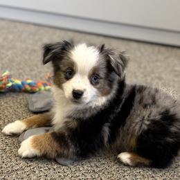 Toy Australian Shepherd puppies from 4C Toy Aussies