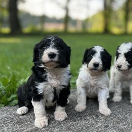 Bernedoodles, Goldendoodles, and Sheepadoodles from Doodles in PA
