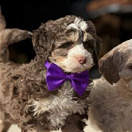 Purple Girl - Tri-color female Australian Labradoodle puppy in Statesville, North Carolina from Rose Cottage Labradoodles