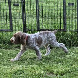 Gordon Setter and Spinone Italiano Puppies from Spinsetters