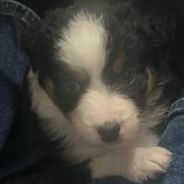 Thor - Black tri-color male Australian Shepherd puppy in Hemet, California from Perfect Companion Aussie's