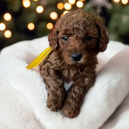 Boy 3 - Cream male Goldendoodle puppy in Caldwell, Idaho from Idaho Mini Doodles
