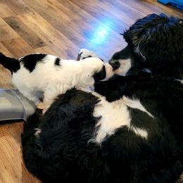 Portuguese Water Dog Puppies from Autumn Branch Farm Portuguese Water Dogs