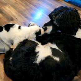 Portuguese Water Dog Puppies from Autumn Branch Farm Portuguese Water Dogs