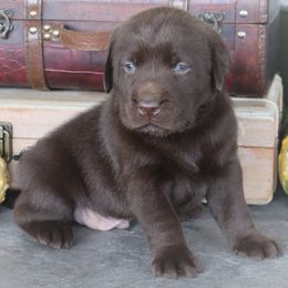Captain - Chocolate male Labrador Retriever puppy in Camden, Indiana from Camden's Caring Canines