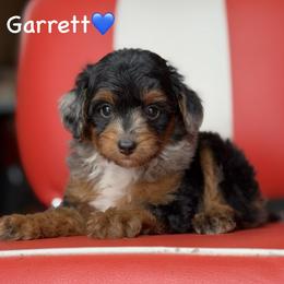 Garrett - Blue merle male Aussiedoodle puppy in Lancaster, Minnesota from Finney Ranch