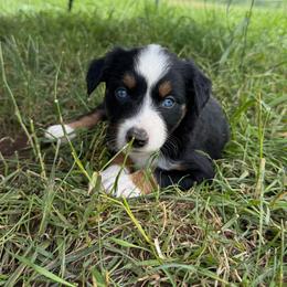 Tito - Black tri male Miniature Australian Shepherd puppy in Marion, Michigan from Highland Hills Mini Aussies