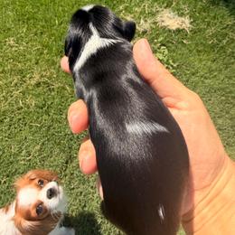 Cannoli - Tri-color male Cavalier King Charles Spaniel puppy in Gilbert, Arizona from Cacti Cavaliers