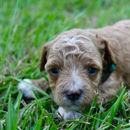 Buckwheat - Apricot male Poodle puppy in Hawthorne, Florida from Loblolly Ranch