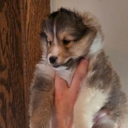 Herme - Sable and white male Shetland Sheepdog puppy in Wyoming, Minnesota from Crooked Creek Shelties