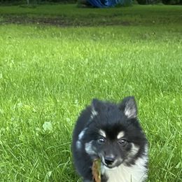 Pomsky Puppies from Rustic Pomskies