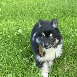 Pomsky Puppies from Rustic Pomskies