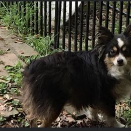 Prissy - Toy Australian Shepherd