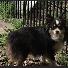 Prissy - Toy Australian Shepherd