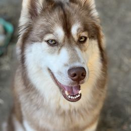 Freyja - Siberian Husky