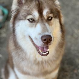 Freyja - Siberian Husky
