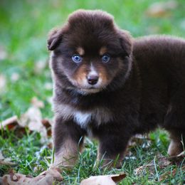 Edwin - Red tri male Miniature Australian Shepherd puppy in Menomonee Falls, Wisconsin from Hunt N Oaks
