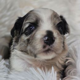 PS.BMF2 - Blue merle female Miniature Australian Shepherd puppy in Deer Lodge, Tennessee from KSH Aussie Haven