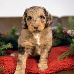 Ginger - Brown female Bernedoodle puppy in Queen Creek, Arizona from Dulcito Doodles