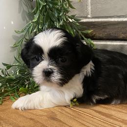 Boy 1 - Black and white male Shih Tzu puppy in Lexington, North Carolina from SCS Shih Tzus