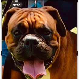Cooper - Boxer