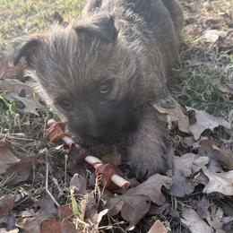 Romeo - Wheaten brindle male Cairn Terrier puppy in Lipan, Texas from Flyin G Cairns