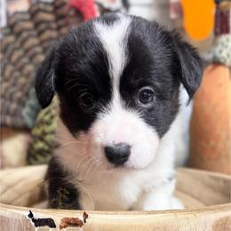Iris - Black and white female Cardigan Welsh Corgi puppy in Casper, Wyoming from Flying Note Shorties