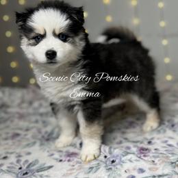 Emma - Black and white female Pomsky puppy in Rossville, Georgia from Scenic City Pomskies