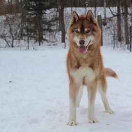 Silas - Siberian Husky