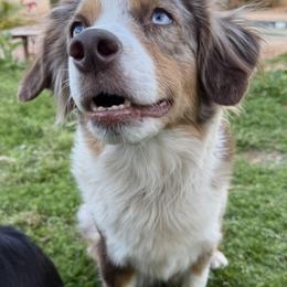 Sinister - Miniature American Shepherd