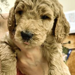 Goldendoodle puppies from Kokoh Doodles
