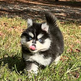 Tennessee Girl 3 - Black and white female Pomsky puppy in Monroe, Georgia from Beastly Beauties Huskies & Pomskies