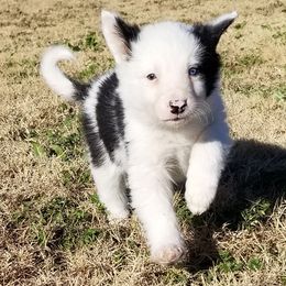 Border Collie Puppies from Bond Border Collies
