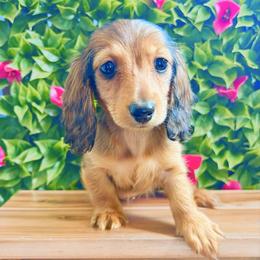 Wrenley 3200 - Red female Dachshund puppy in Sylvania, Alabama from Yancey’s Doxies
