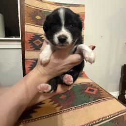 Girl 4 - Black tri-color female Australian Shepherd puppy in Bennington, Oklahoma from Hang tight Aussie co