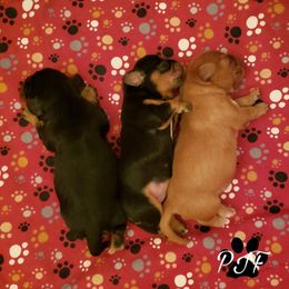 Cavalier King Charles Spaniel Puppies from Pay it Forwood