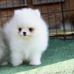 Pomeranian puppies from BP PUPS