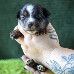 Goblin - Black tri male Miniature American Shepherd puppy in Olive Hill, Kentucky from SaturnMoon MAS & BC