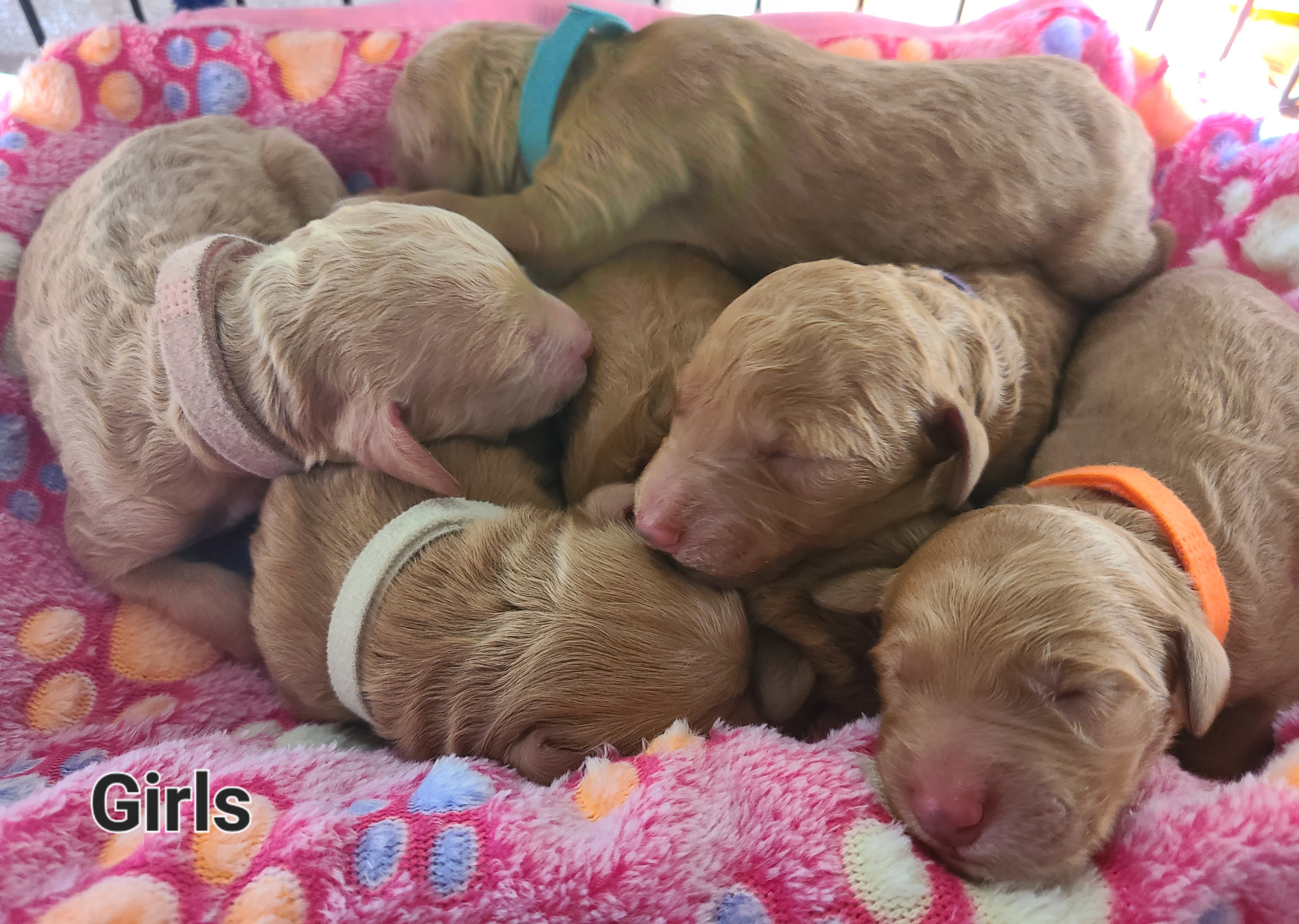 Goldendoodle Puppies from Doodle Den